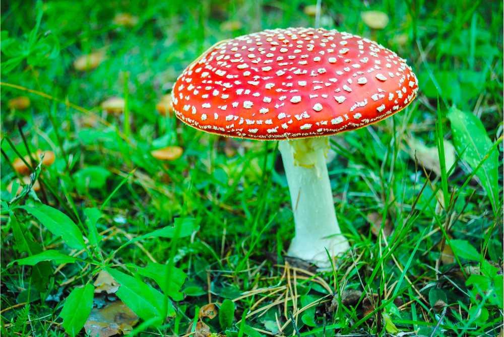 Amanita Muscaria Gummies in Wellness