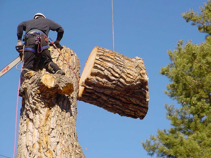 Professional Tree Care